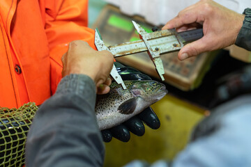 Industrial mining, fish farming. Measuring trout in a fish farm. Measuring fish.