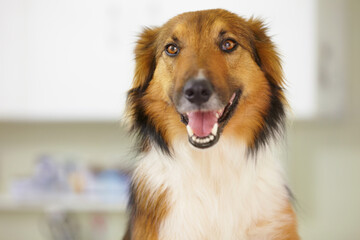 Happy, Border Collie and portrait of dog at vet with health, wellness or insurance for pet. Dogs,...