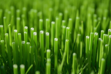 Fototapeta na wymiar Detailed View: Single Strands of Grass