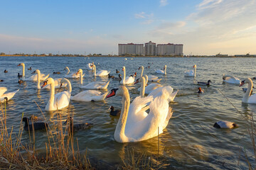 Swan Lake in the Crimea at sunset. The city of Yevpatoria, Crimean Peninsula. Swans near the shore...