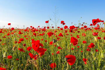 Poppy field in the Crimea. A beautiful field of wild red poppies at sunset in the evening. Sunset...