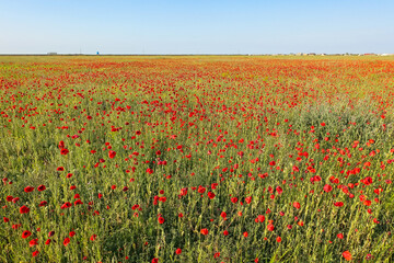 Poppy field in the Crimea. A beautiful field of wild red poppies at sunset in the evening. Sunset over a poppy field in the countryside. Red poppies on a poppy field. Russia
