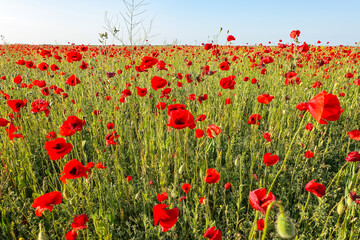 Obraz premium Poppy field in the Crimea. A beautiful field of wild red poppies at sunset in the evening. Sunset over a poppy field in the countryside. Red poppies on a poppy field. Russia
