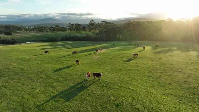 beautiful cattle in Australia  eating grass, grazing on pasture. Herd of cows free range beef being regenerative raised on an agricultural farm. Sustainable farming of food crops. Cow in field 
