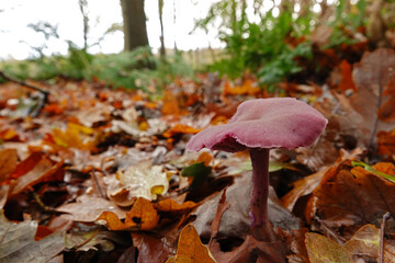 Closeup on the small brightly purple colored and edible amethyst deceiver mushroom, Laccaria...