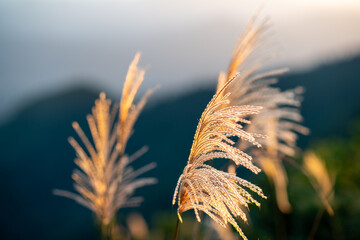 Close-up of golden reed flower. Winter scenery of Wufen Mountain, Ruifang District, New Taipei City, Taiwan.