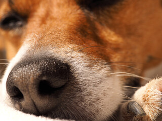 Close up of a dogs nose, selective focus on long hair