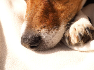 Close up of a dogs nose