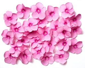 Isolated Flower Cutout on White Background. Shimmering Magenta Impatiens Blossom in Nature's Beauty