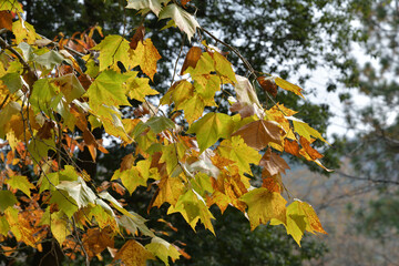 樹木公園のすずかけの葉