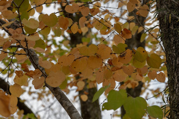 樹木公園のカツラの葉