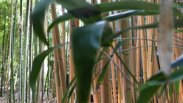 bamboos in a bamboo forest