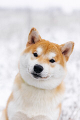 Portrait of a miniature red dog of the Shiba Inu breed that smiles in a snowy field