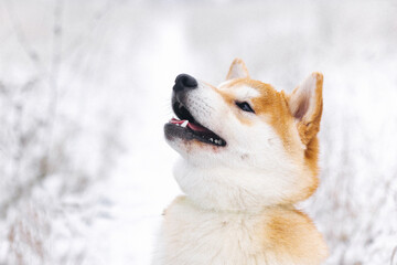 Portrait of a miniature red dog of the Shiba Inu breed that smiles in a snowy field