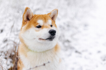 Portrait of a miniature red dog of the Shiba Inu breed that smiles in a snowy field