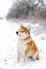 Portrait of a miniature red dog of the Shiba Inu breed that smiles in a snowy field