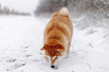 Portrait of a miniature red dog of the Shiba Inu breed walking and sniffing in a snowy field