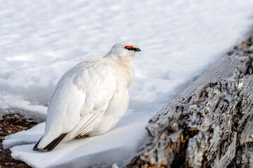 Side profile of a male rock ptarmigan, lagopus muta, in the snow of Svalbard. This territorial bird has white plumage as camouflage in winter. The male is identified by the red band above the eye.