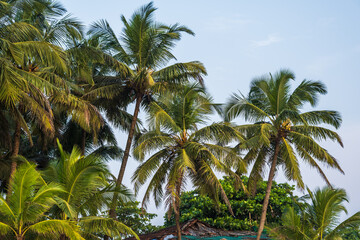 Fototapeta na wymiar coconut trees palms against the blue sky of India