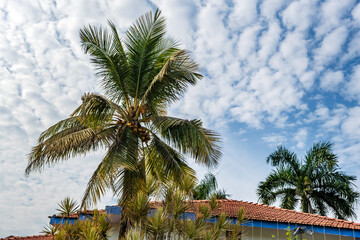 coconut trees palms against the blue sky of India