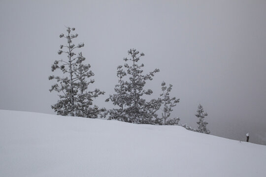 Snowy landscape with two snowy pine trees, winter scene