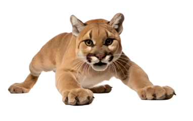 Raamstickers Navigating the Realistic Image of the Pouncing Puma Plushie on a Clear Surface or PNG Transparent Background. © Usama