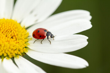 ladybug on camomile