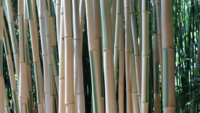 bamboos in a bamboo forest