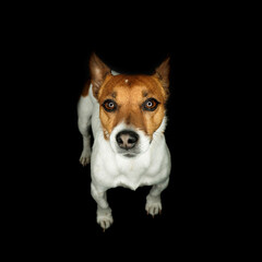 Portrait of a cute young Jack Russell Terrier with a ring light