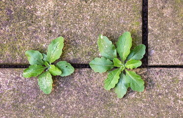 Garden weeds between patio paving slabs in closeup