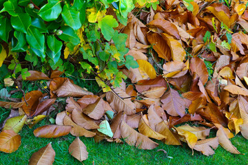 A pile on fallen autumn leaves in a garden