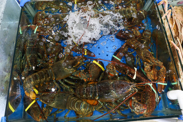 a live Lobster Korea fish market