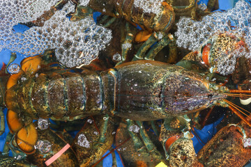 a live Lobster Korea fish market
