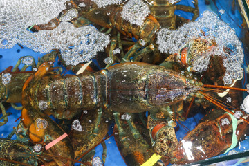 a live Lobster Korea fish market