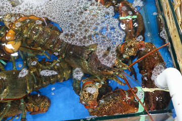 a live Lobster Korea fish market