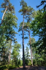 Fototapeta premium Tall pine trees in a forest in Bohemia, Czech Republic