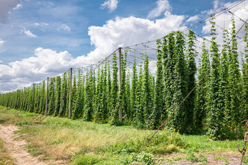 Cultivation of hop plants as an ingredient for making beer near the town of Lautitz in eastern...