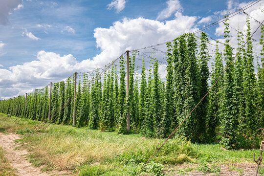 Cultivation of hop plants as an ingredient for making beer near the town of Lautitz in eastern Germany