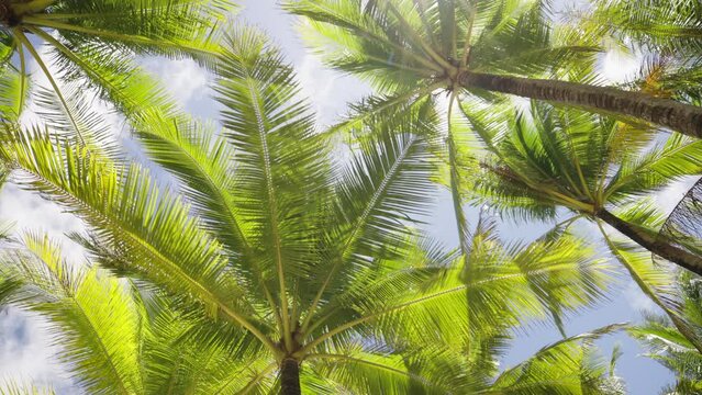 Coconut palm trees bottom view sun shining through branches sunny.  Drive under palm trees look up POV camera passing sun.
