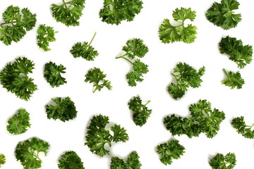Texture of green parsley sprigs on a white background.