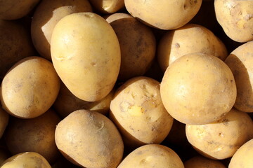 Background of fresh raw yellow potatoes.