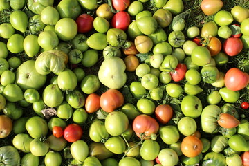 Abstract texture of red and green tomatoes.