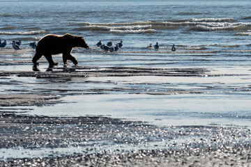 Brown bear (Ursus arctos) walking along the coast looking for salmon; Lake Clark NP; Alaska
