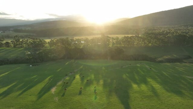beautiful cattle in Australia  eating grass, grazing on pasture. Herd of cows free range beef being regenerative raised on an agricultural farm. Sustainable farming of food crops. Cow in field 