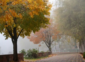 Foggy autumn street