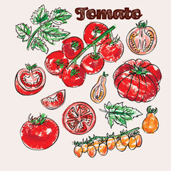 Tomato and leaves crayon vector illustration. Line art and chalk color in an expressive coloring book style