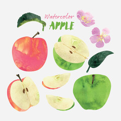 Apple fruit leaves and blossoms watercolor vector illustration set. Painterly watercolor texture and ink drawing elements. Hand drawn and hand painted.