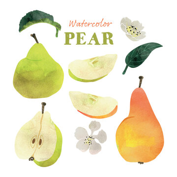 Pear fruit with leaves and blossoms watercolor vector illustration set. Painterly watercolor texture and ink drawing elements. Hand drawn and hand painted.