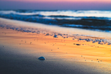 夕焼けの波打ち際にある貝殻