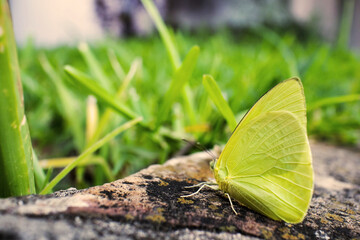 butterfly with intense green wings, resting between stones and grass